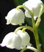 may